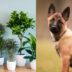 Τα φυτά που απαγορεύονται αν έχεις σκύλο: Προκαλούν λήθαργο, δερματοπάθειες και εμετούς