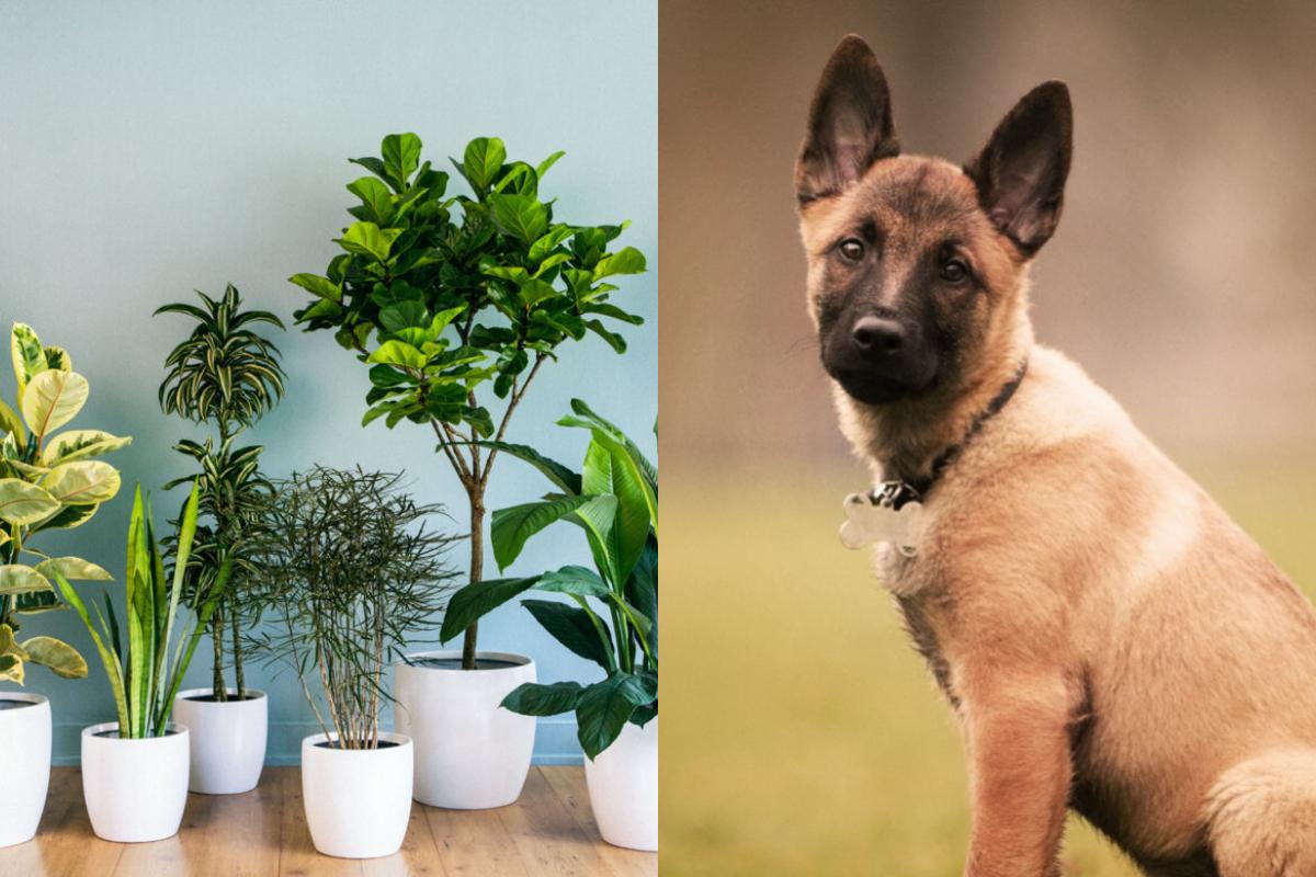 Τα φυτά που απαγορεύονται αν έχεις σκύλο: Προκαλούν λήθαργο, δερματοπάθειες και εμετούς