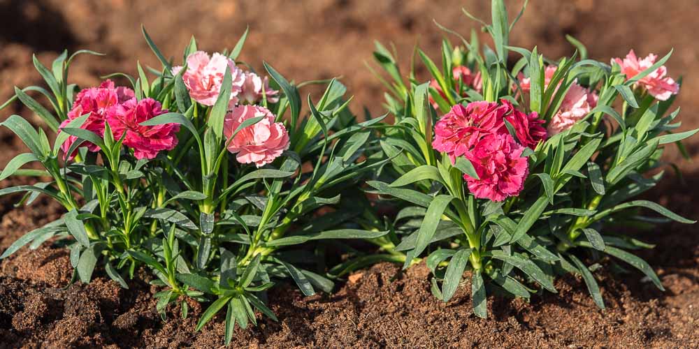 Τα φυτά που απαγορεύονται αν έχεις σκύλο: Προκαλούν λήθαργο, δερματοπάθειες και εμετούς