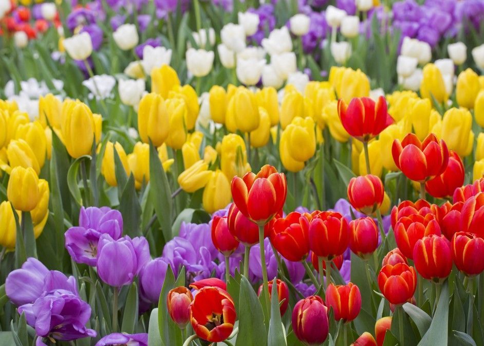 Τα φυτά που απαγορεύονται αν έχεις σκύλο: Προκαλούν λήθαργο, δερματοπάθειες και εμετούς