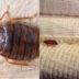 Κοριός: Το έντομο που επιμένει και τον χειμώνα – Πού κρύβονται μέσα στο σπίτι και πως να τους αντιμετωπίσετε