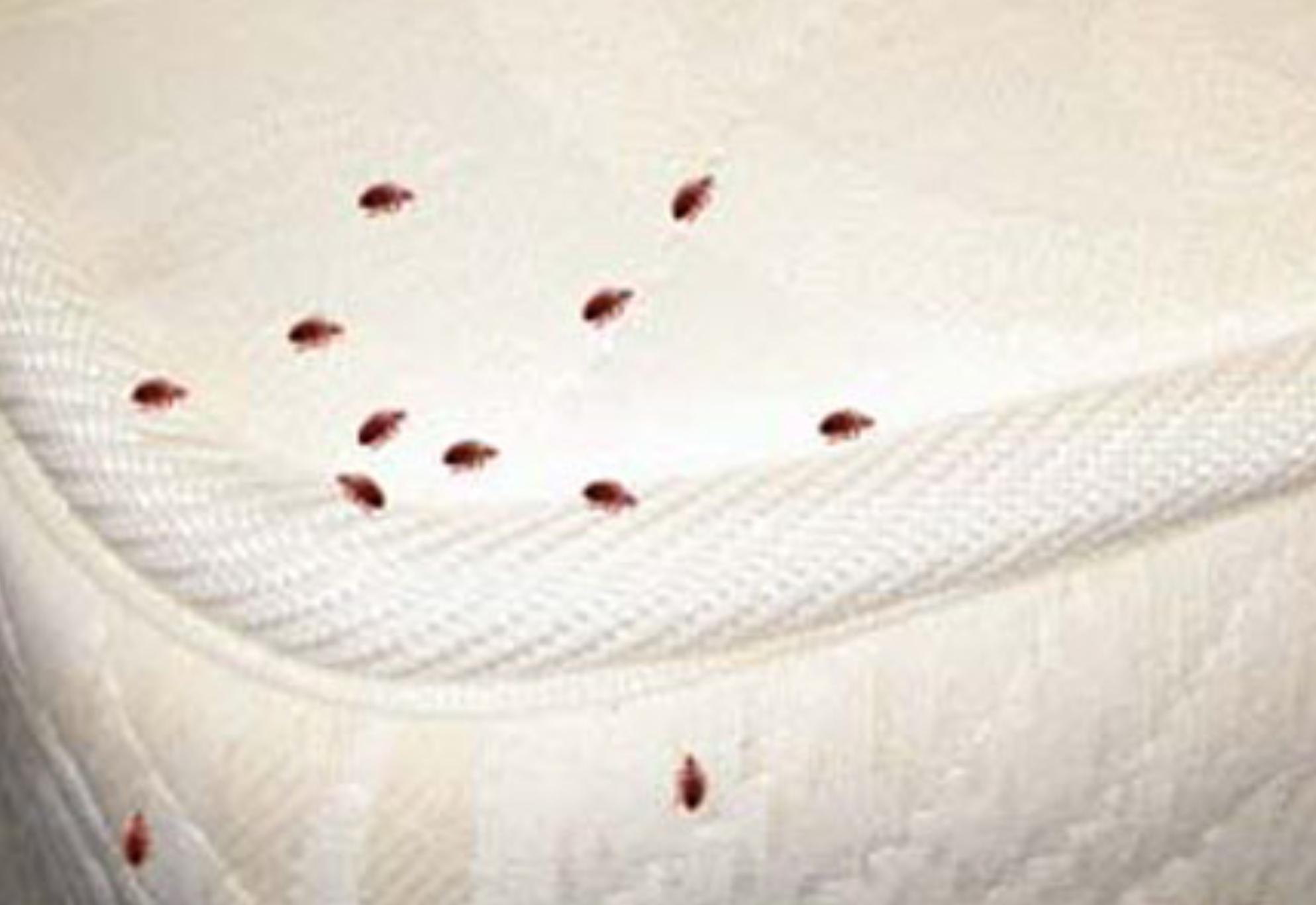 Ψύλλοι στο σπίτι: Εξόντωσε του χωρίς χημικά με 7 φυσικούς τρόπους