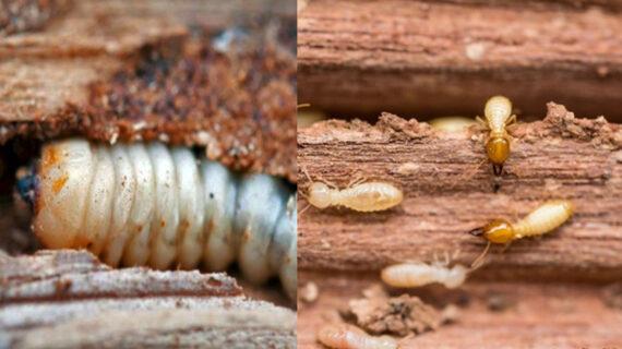 Σαράκι σκαθάρια και τερμίτες: Πώς να προστατέψεις το σπίτι και τα έπιπλά σου 