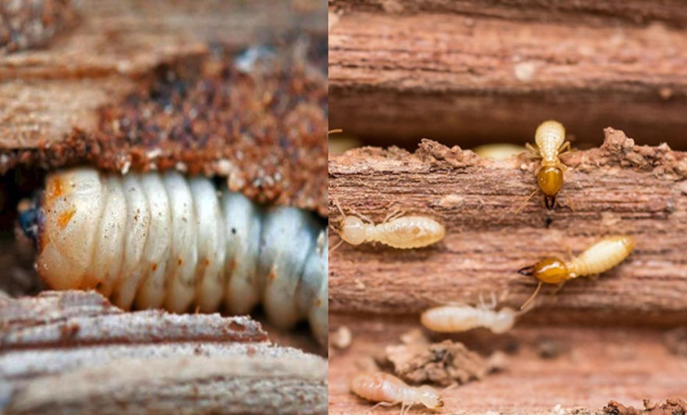 Σαράκι σκαθάρια και τερμίτες: Πώς να προστατέψεις το σπίτι και τα έπιπλά σου 