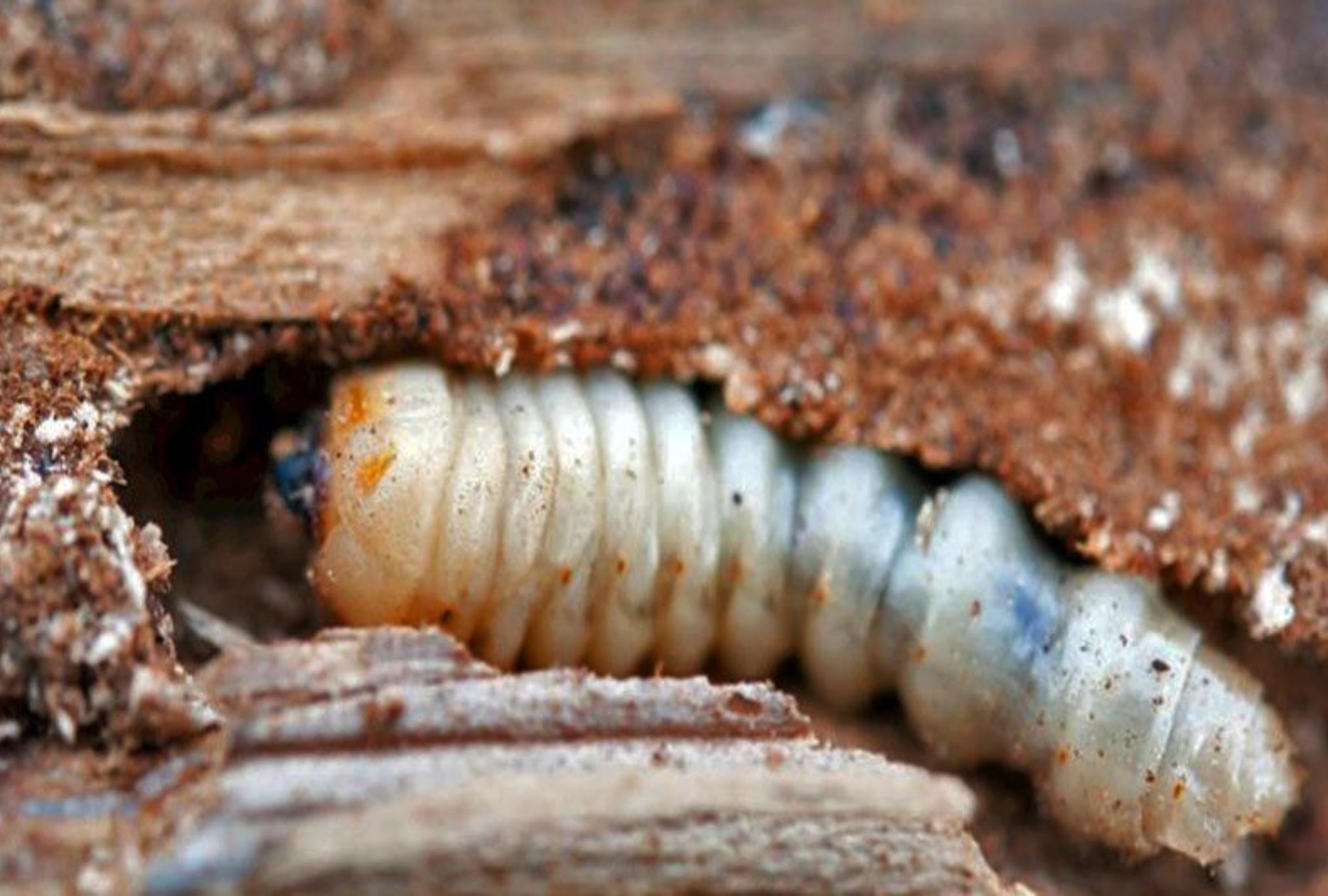 Σαράκι σκαθάρια και τερμίτες: Πώς να προστατέψεις το σπίτι και τα έπιπλά σου