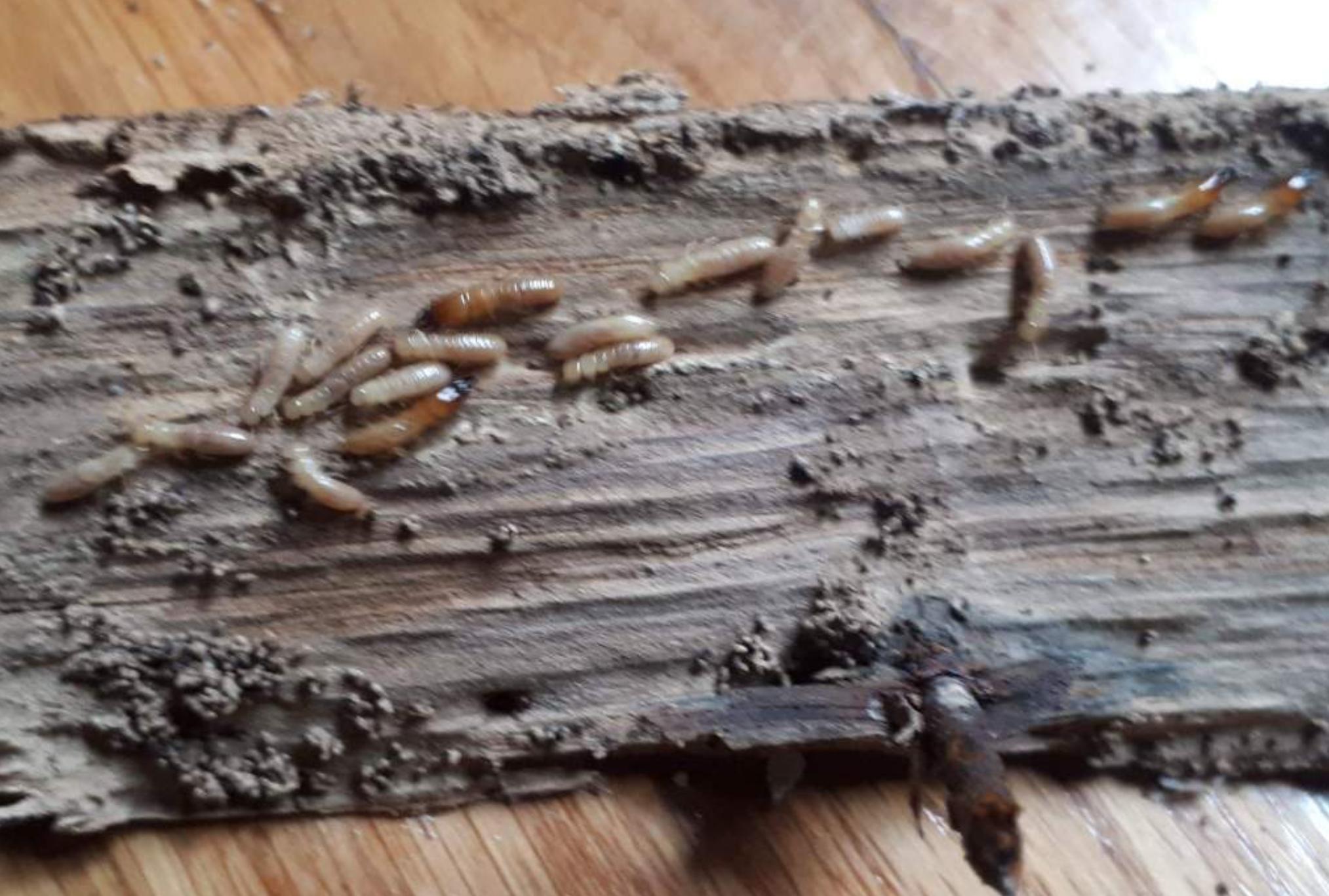 Σαράκι σκαθάρια και τερμίτες: Πώς να προστατέψεις το σπίτι και τα έπιπλά σου