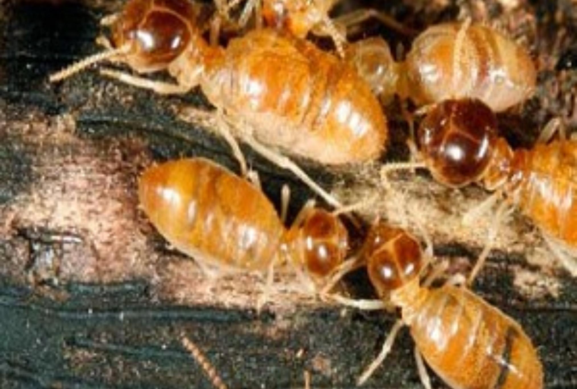 Σαράκι σκαθάρια και τερμίτες: Πώς να προστατέψεις το σπίτι και τα έπιπλά σου 
