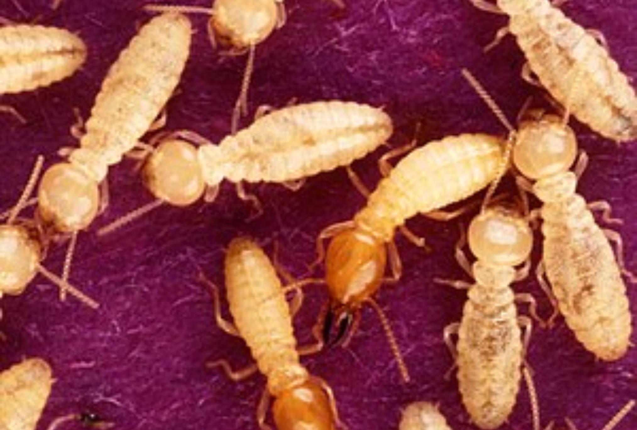 Σαράκι σκαθάρια και τερμίτες: Πώς να προστατέψεις το σπίτι και τα έπιπλά σου