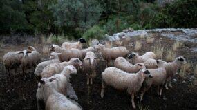 Μαγνησία : Κοπάδι απο πρόβατα εισέβαλε σε φάρμα φαρμακευτικής κάνναβης και έφαγε 100 κιλά