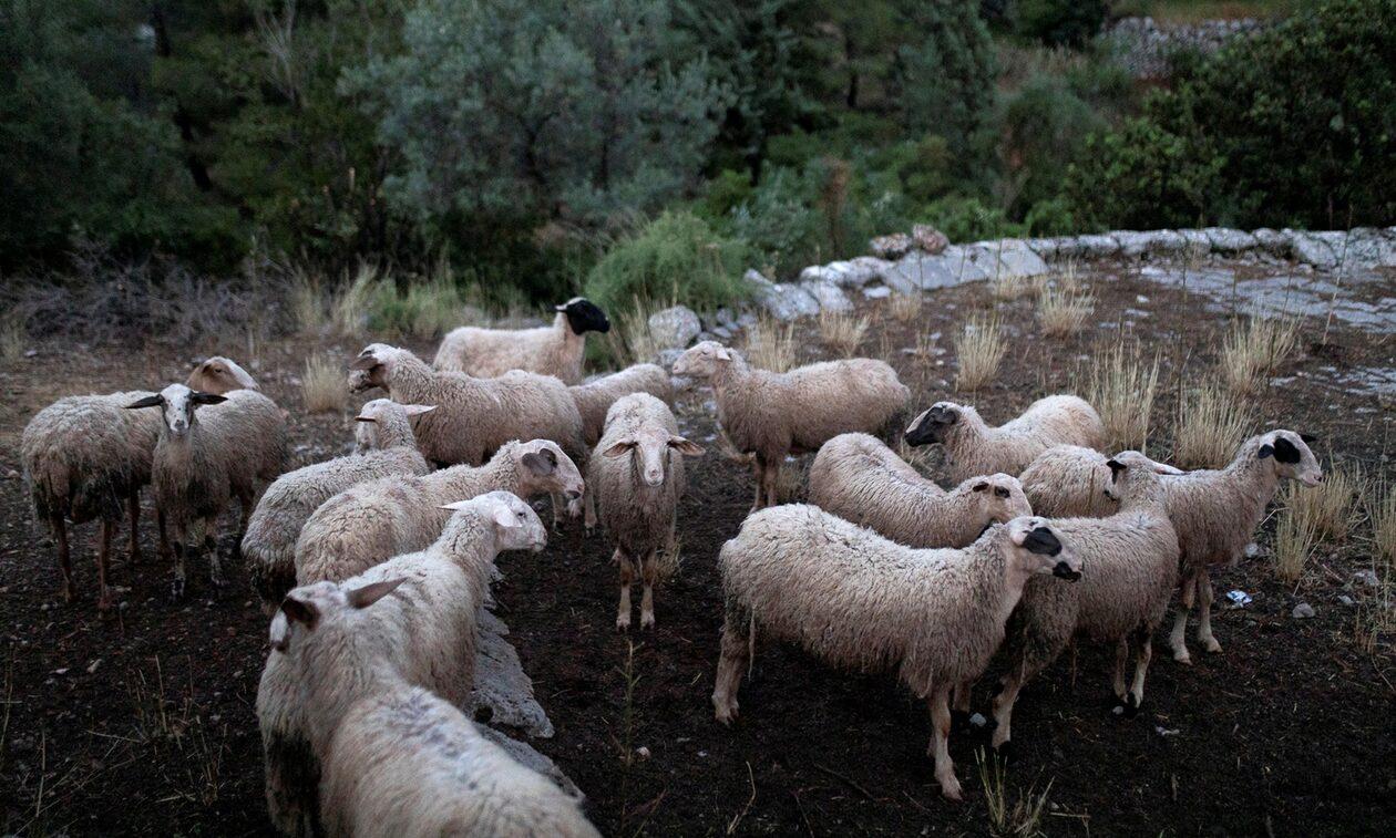 Μαγνησία : Κοπάδι απο πρόβατα εισέβαλε σε φάρμα φαρμακευτικής κάνναβης και έφαγε 100 κιλά