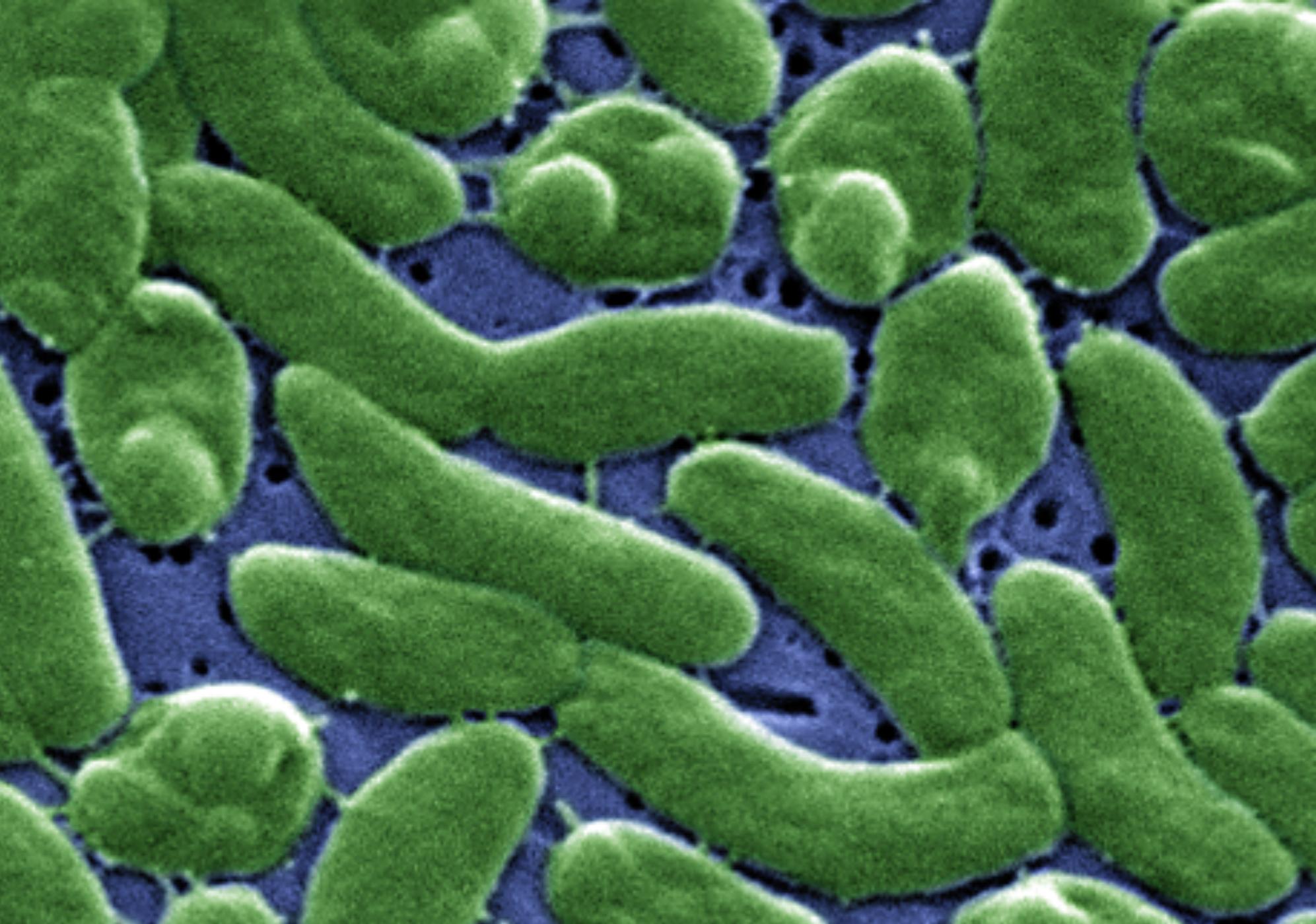 Vibrio vulnificus: Συναγερμός από επικίνδυνο βακτήριο της θάλασσας που μας που μολύνει ενώ κολυμπάμε