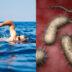 Vibrio vulnificus: