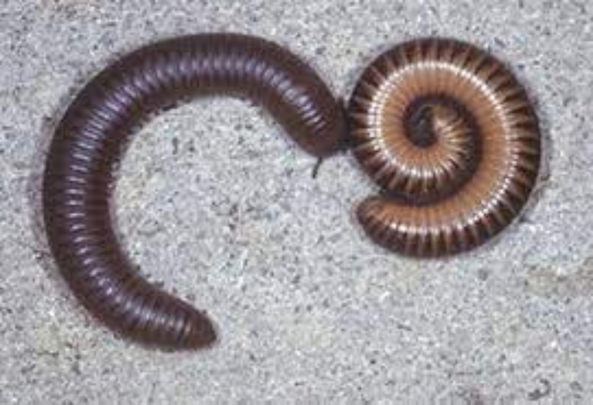 Φθινόπωρο 2023: Σκουλήκια στο σπίτι – Απαλλαγείτε οριστικά με 2 βήματα