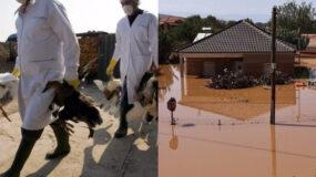 Η νόσος των πτηνοτρόφων: Καμπανάκι κινδύνου για την νόσος που απειλεί τους πλημμυροπαθείς στη Θεσσαλία