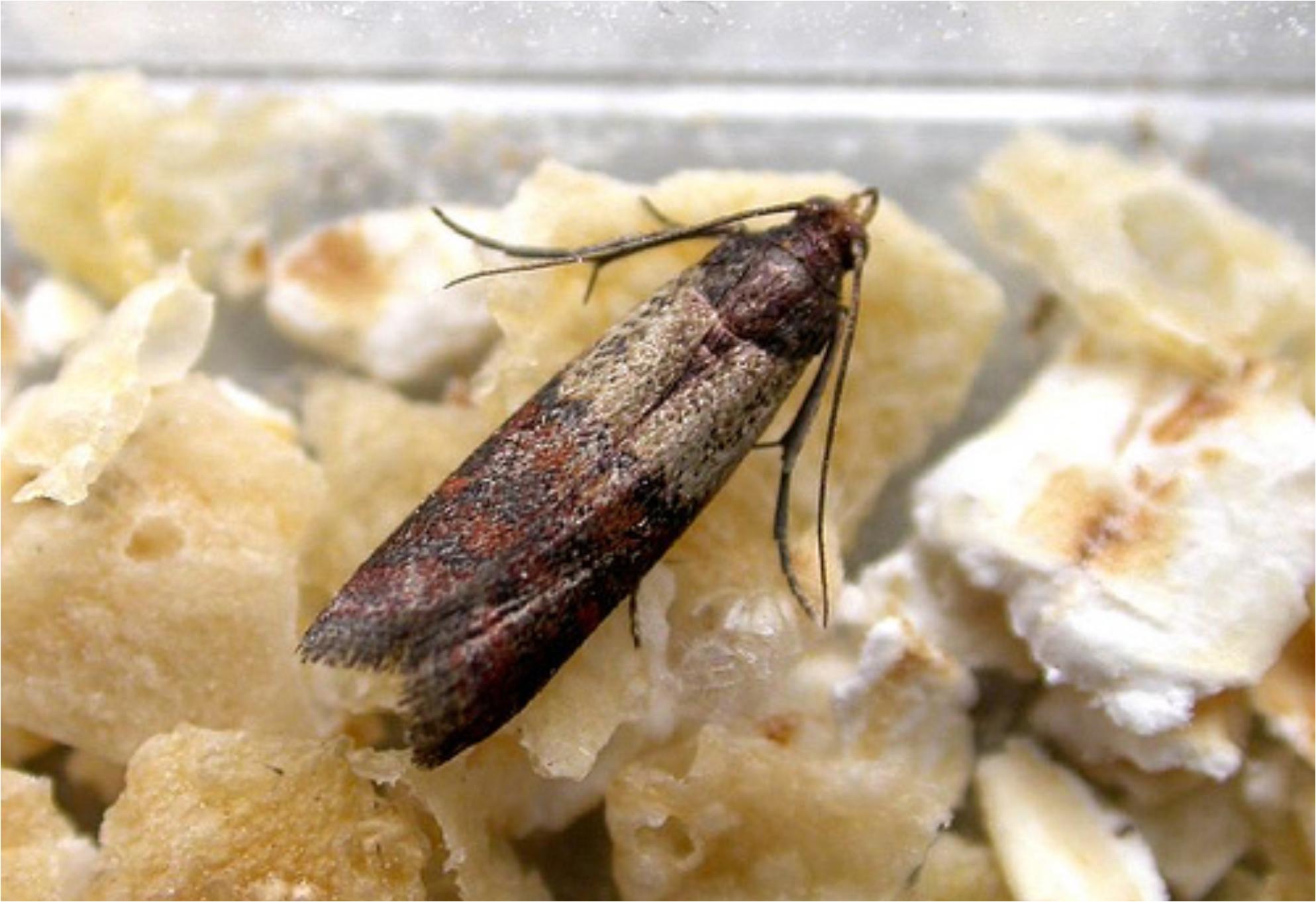 Μαμούνι στο ντουλάπι με τα τρόφιμα: Πως να απαλλαγείτε από τον σκόρος τροφίμων μια και καλή 