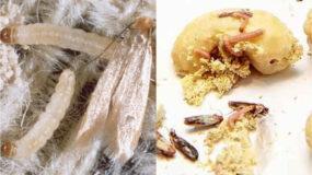 Μαμούνι στο ντουλάπι με τα τρόφιμα: Πως να απαλλαγείτε από τον σκόρος τροφίμων μια και καλή 