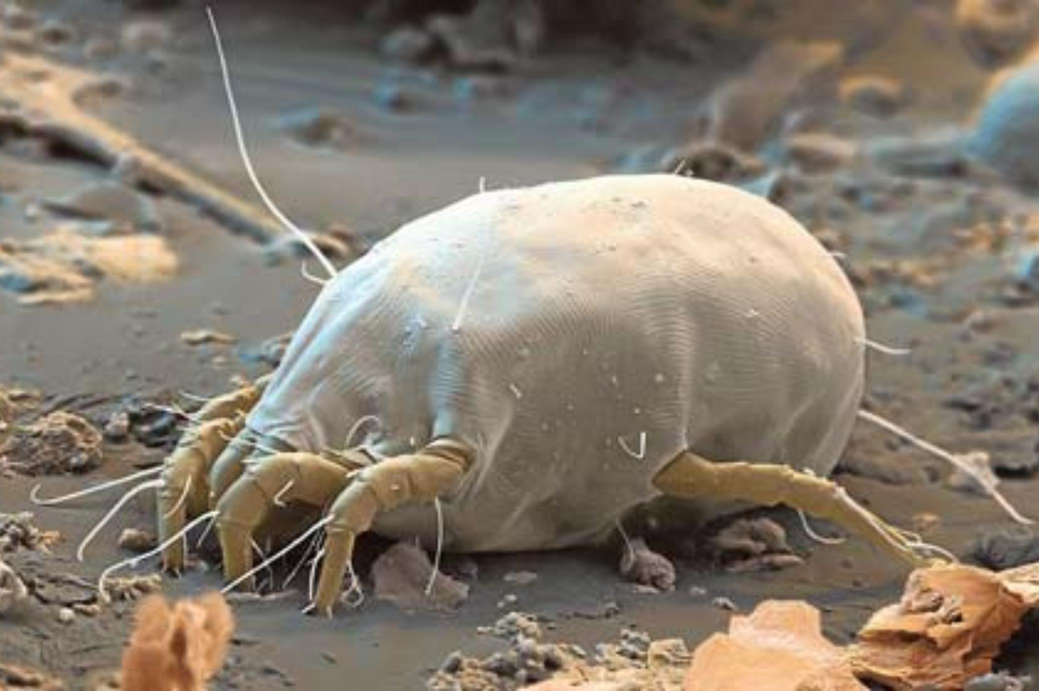 Ακάρεα: Τι είναι τι προκαλούν και πως να τα εξαφανίσετε από το σπίτι