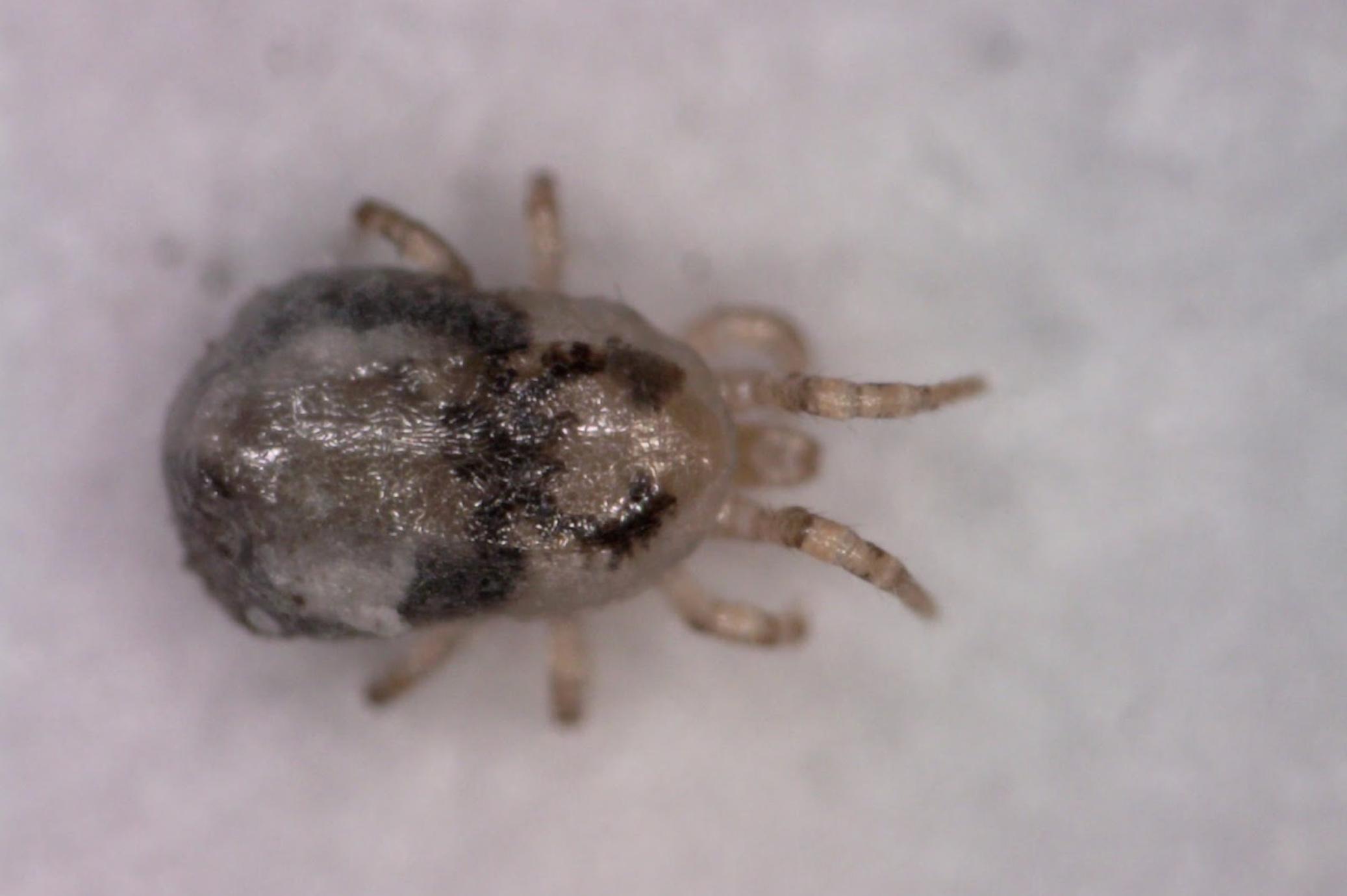 Ακάρεα: Τι είναι τι προκαλούν και πως να τα εξαφανίσετε από το σπίτι