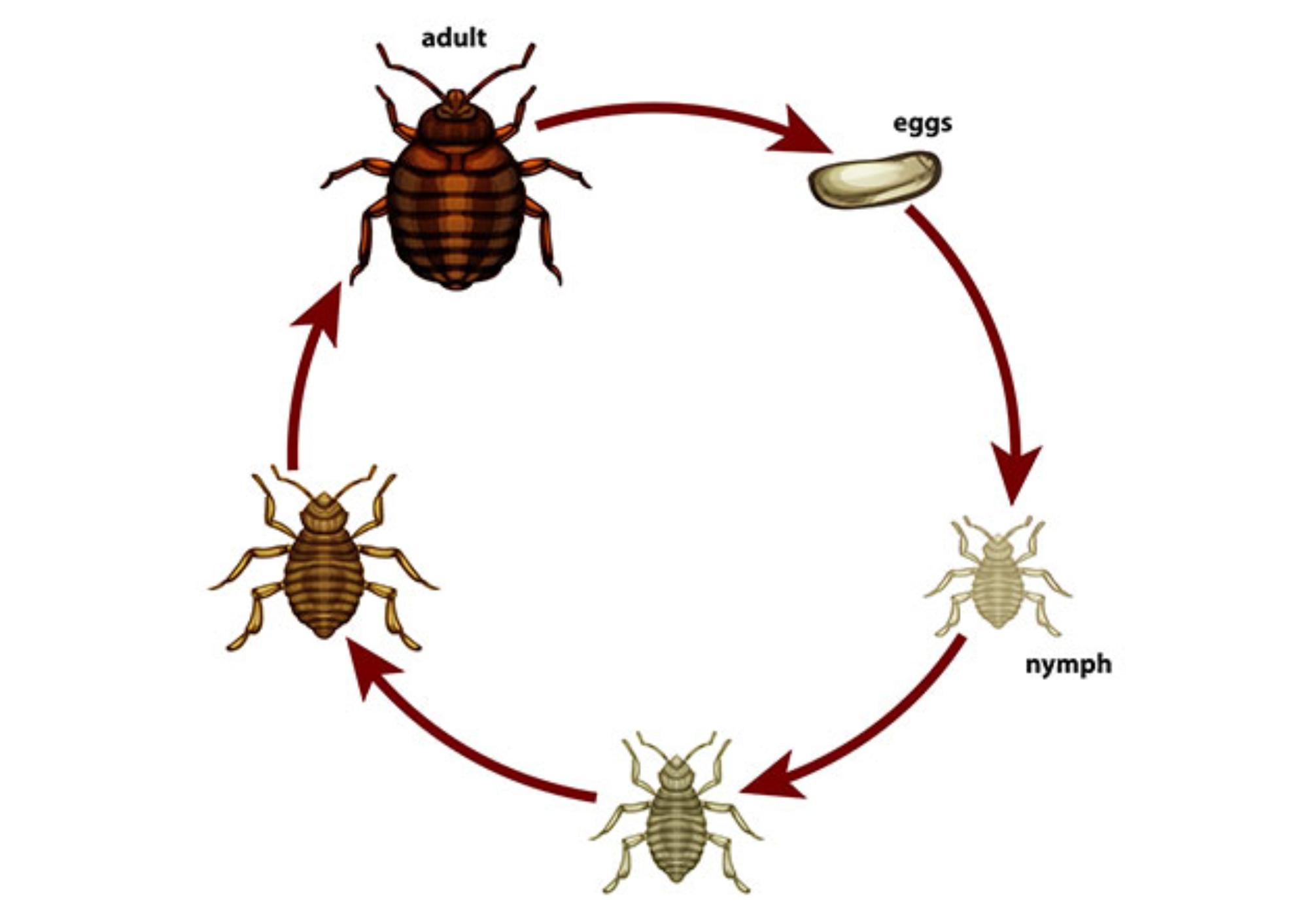 Έντομα σπιτιού που αν τα δείτε δεν πρέπει να αγνοήσετε