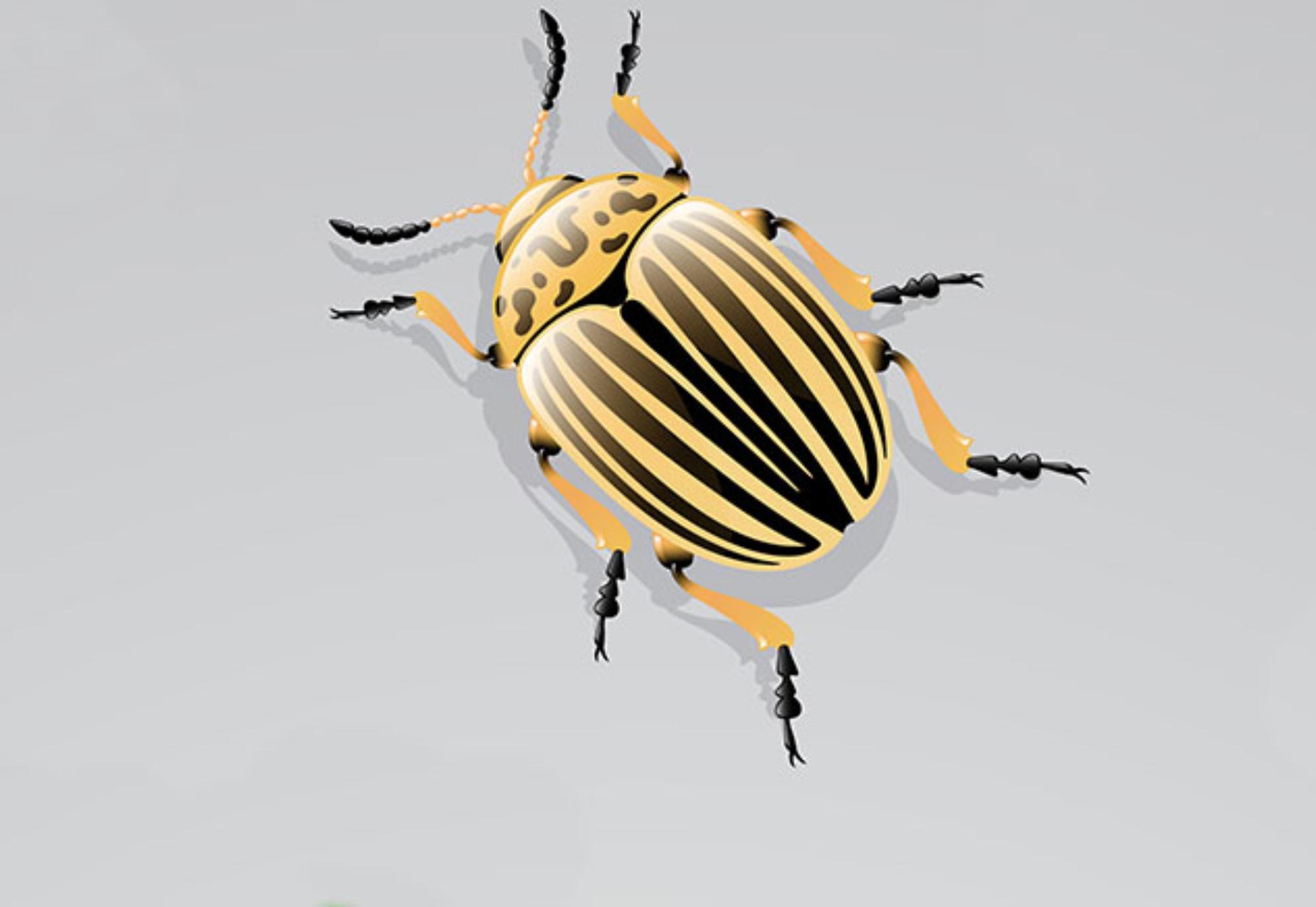 Έντομα σπιτιού που αν τα δείτε δεν πρέπει να αγνοήσετε