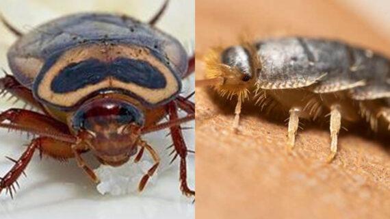 Ανατριχιαστικά έντομα που εισβάλουν στο σπίτι σας – Δείτε ποια είναι επικίνδυνα και πως να τα εξοντώσετε