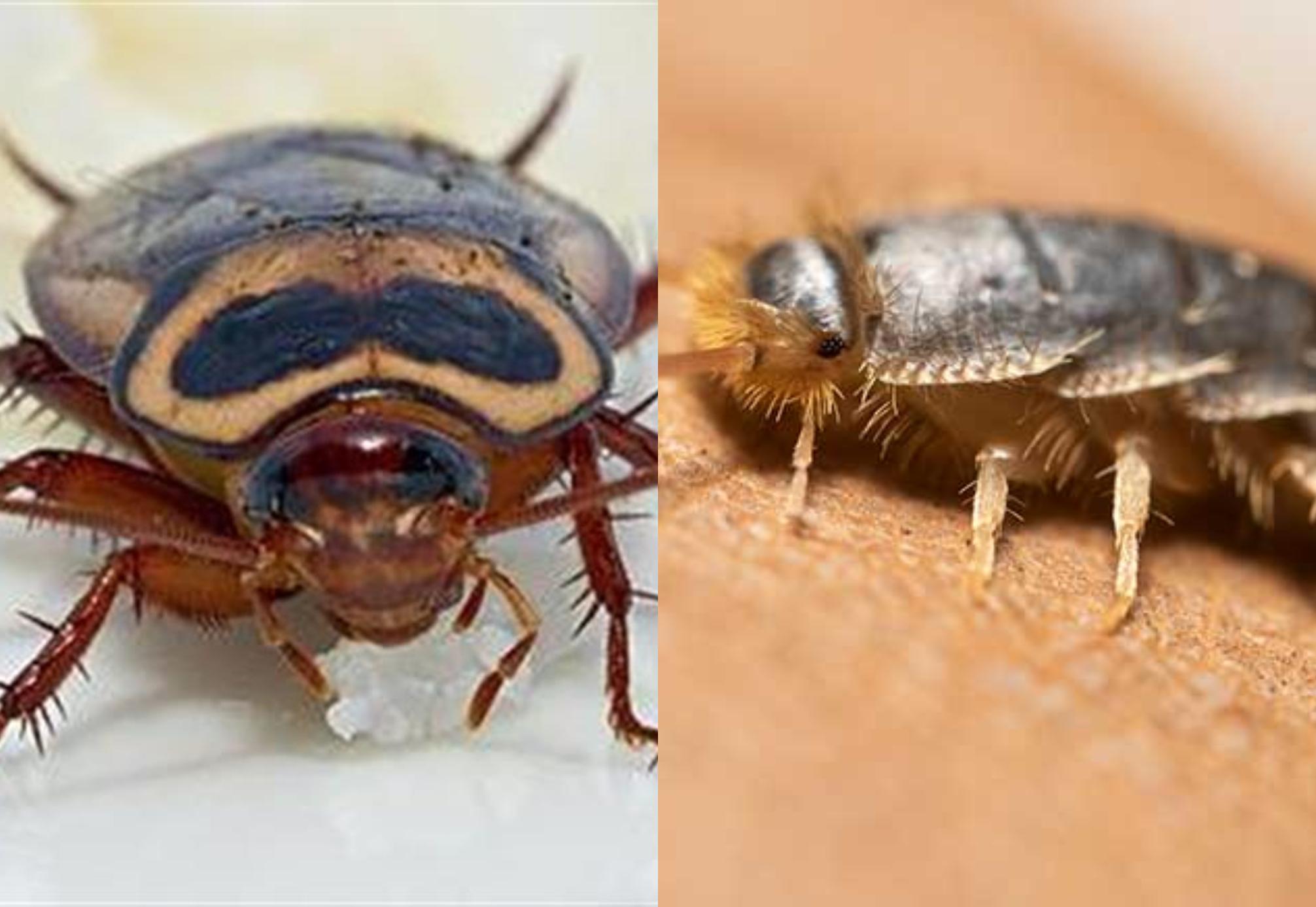 Έντομα σπιτιού που αν τα δείτε δεν πρέπει να αγνοήσετε
