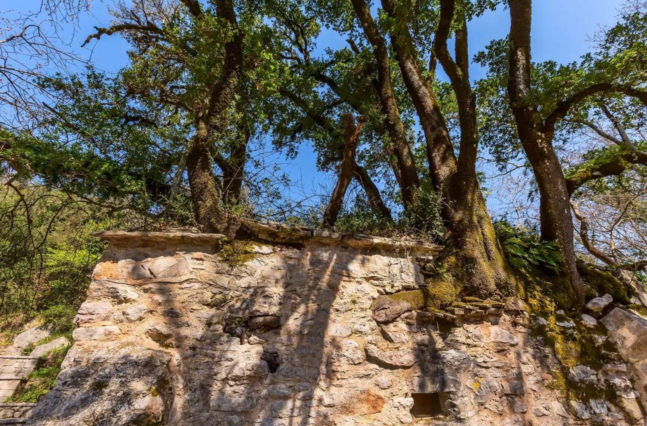 Αγία Θεοδώρα: Το εκκλησάκι που αψηφά τους νόμους της φυσικής και δεκαεφτά δέντρα ξεπηδούν από την στέγη του
