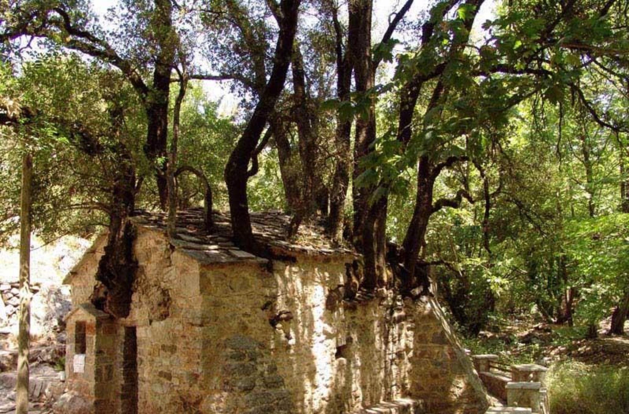 Αγία Θεοδώρα: Το εκκλησάκι που αψηφά τους νόμους της φυσικής και δεκαεφτά δέντρα ξεπηδούν από την στέγη του