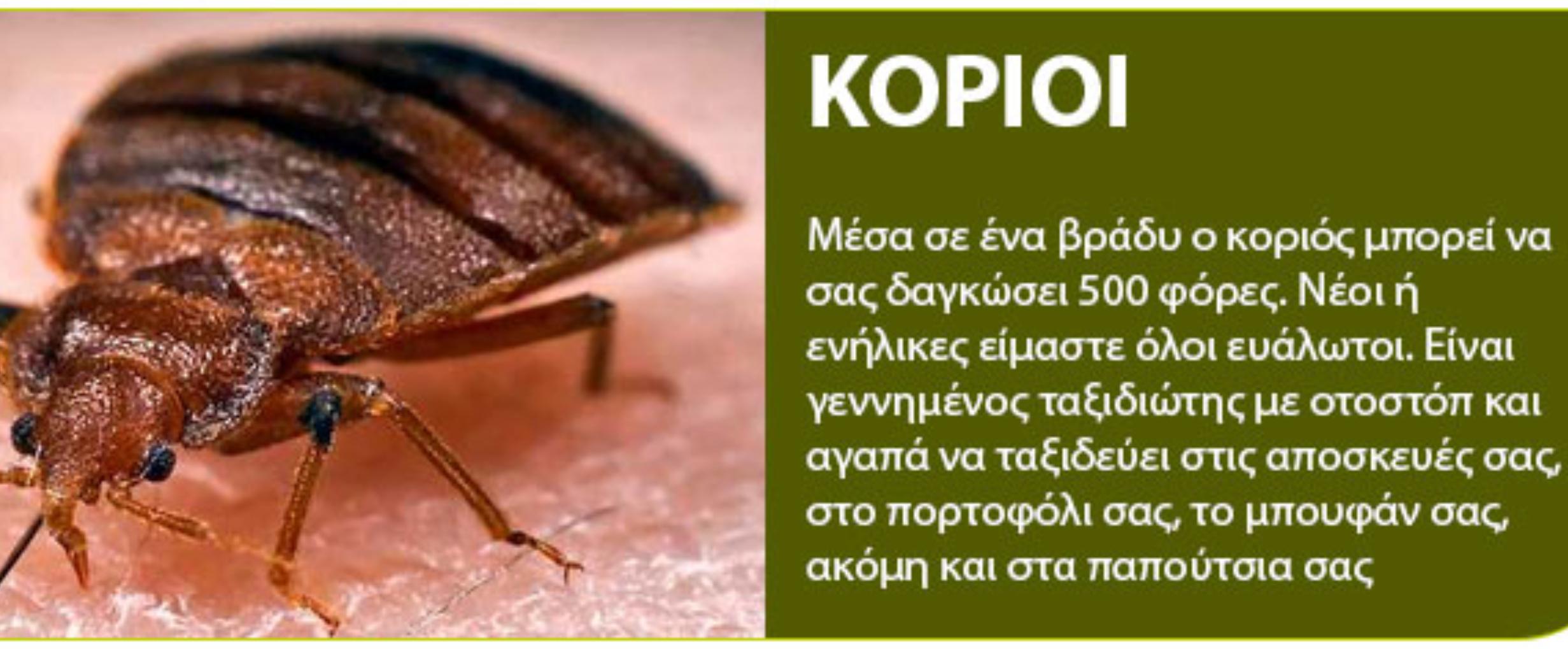 Κοριός το έντομο ταξιδευτής: Τα χαρακτηριστικά η αντιμετώπιση οι ασθένειες και η καταπολέμηση τους