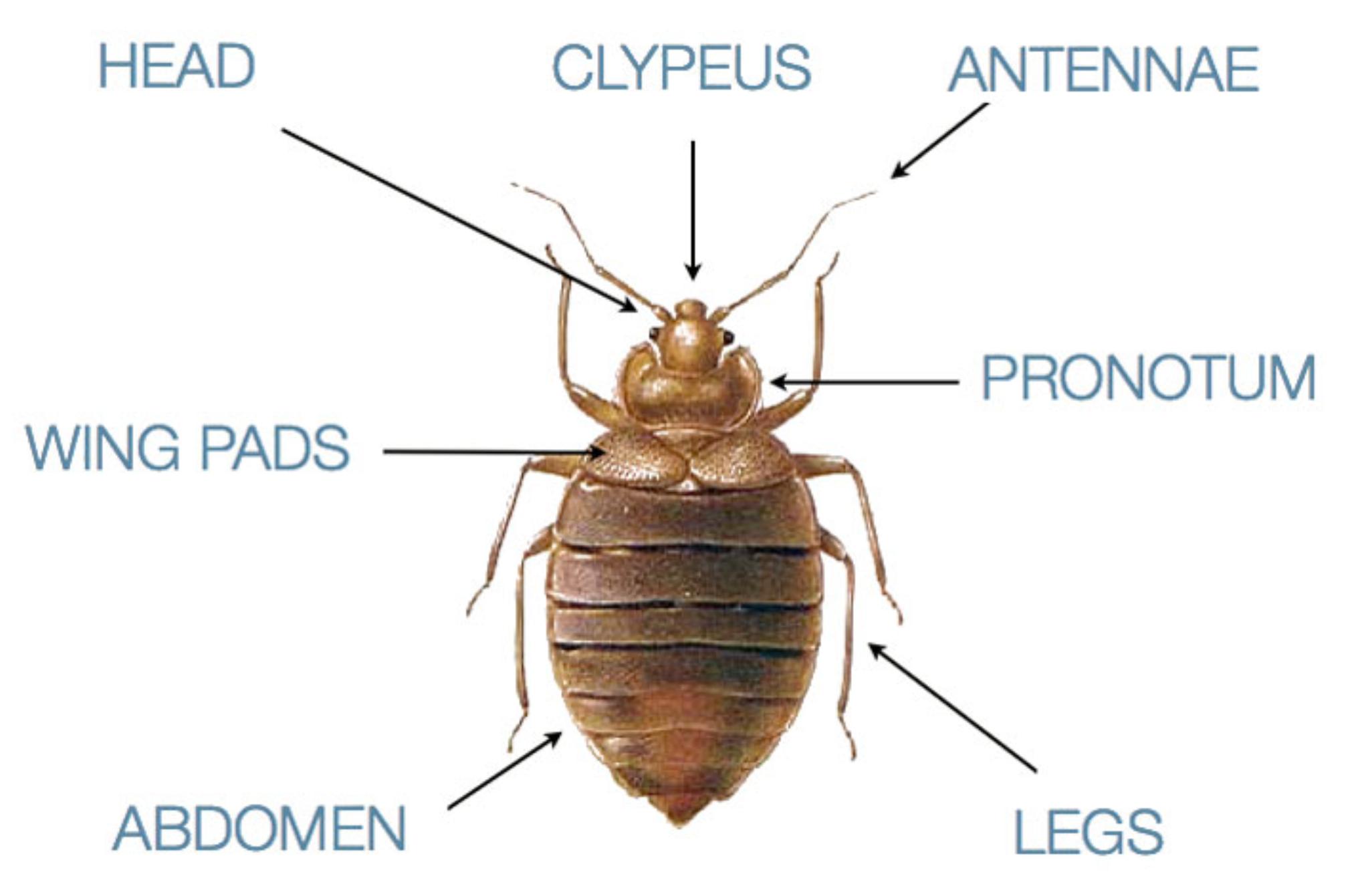 Κοριός το έντομο ταξιδευτής: Τα χαρακτηριστικά η αντιμετώπιση οι ασθένειες και η καταπολέμηση τους