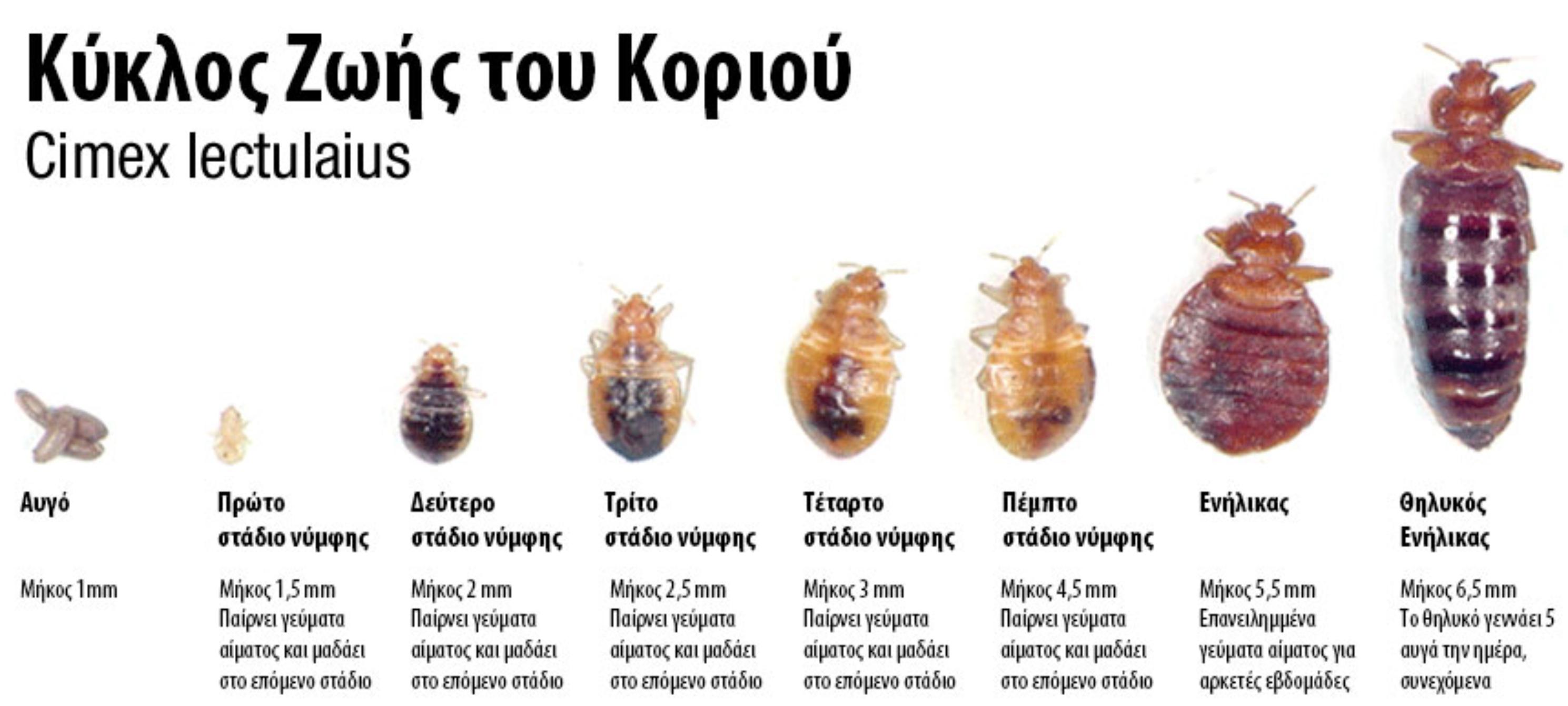 Κοριός το έντομο ταξιδευτής: Τα χαρακτηριστικά η αντιμετώπιση οι ασθένειες και η καταπολέμηση τους