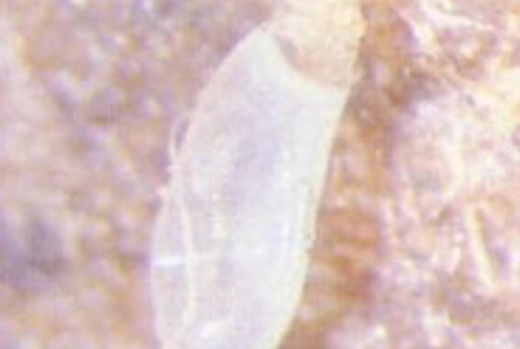 Κοριός το έντομο ταξιδευτής: Τα χαρακτηριστικά η αντιμετώπιση οι ασθένειες και η καταπολέμηση τους