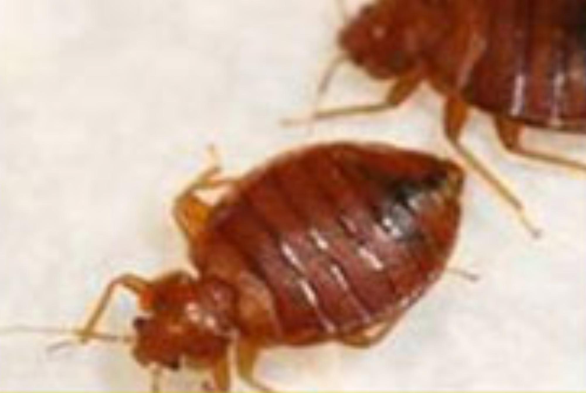 Κοριός το έντομο ταξιδευτής: Τα χαρακτηριστικά η αντιμετώπιση οι ασθένειες και η καταπολέμηση τους