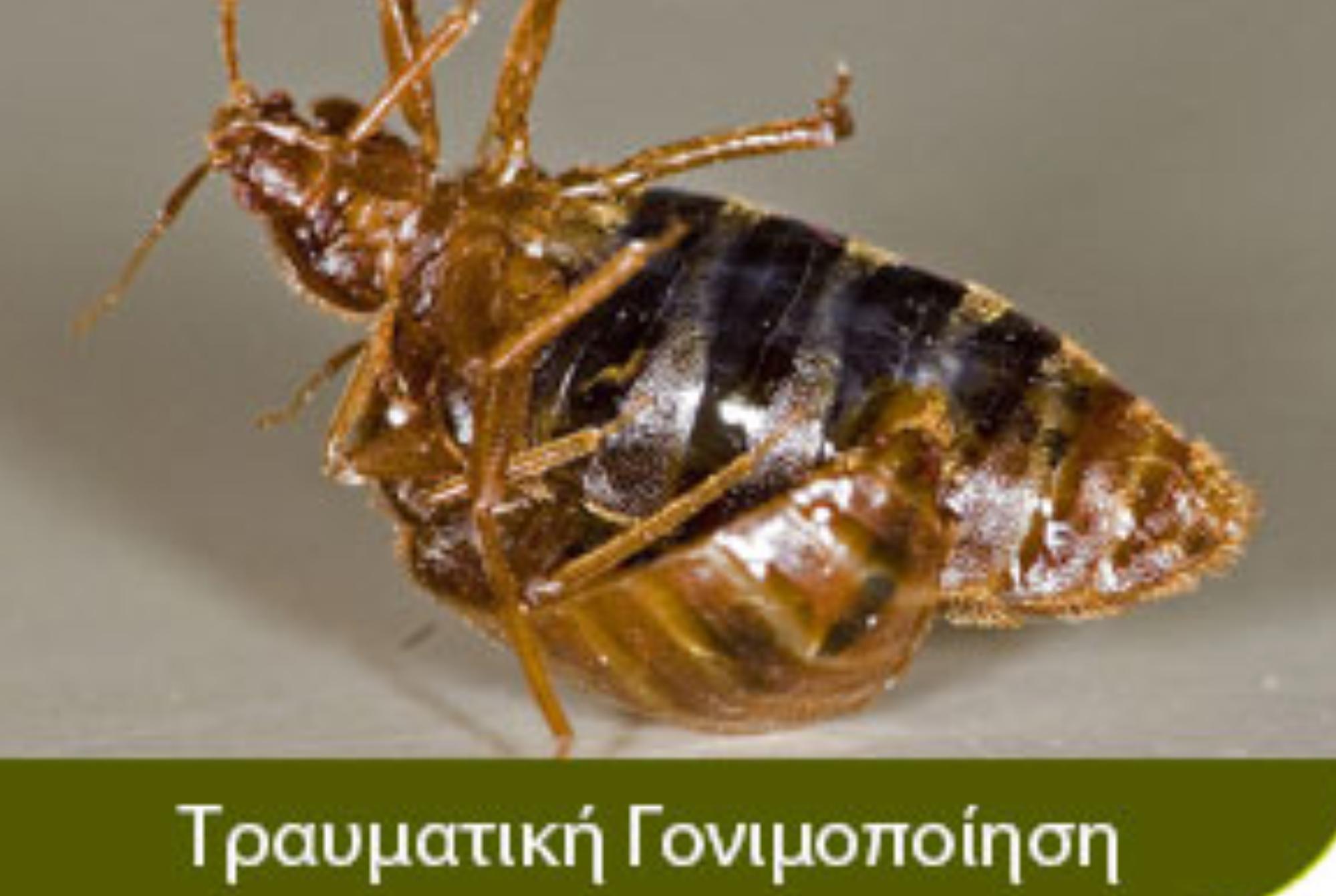 Κοριός το έντομο ταξιδευτής: Τα χαρακτηριστικά η αντιμετώπιση οι ασθένειες και η καταπολέμηση τους