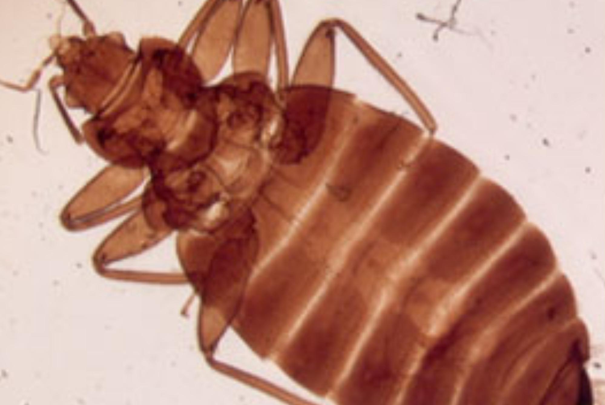 Κοριός το έντομο ταξιδευτής: Τα χαρακτηριστικά η αντιμετώπιση οι ασθένειες και η καταπολέμηση τους