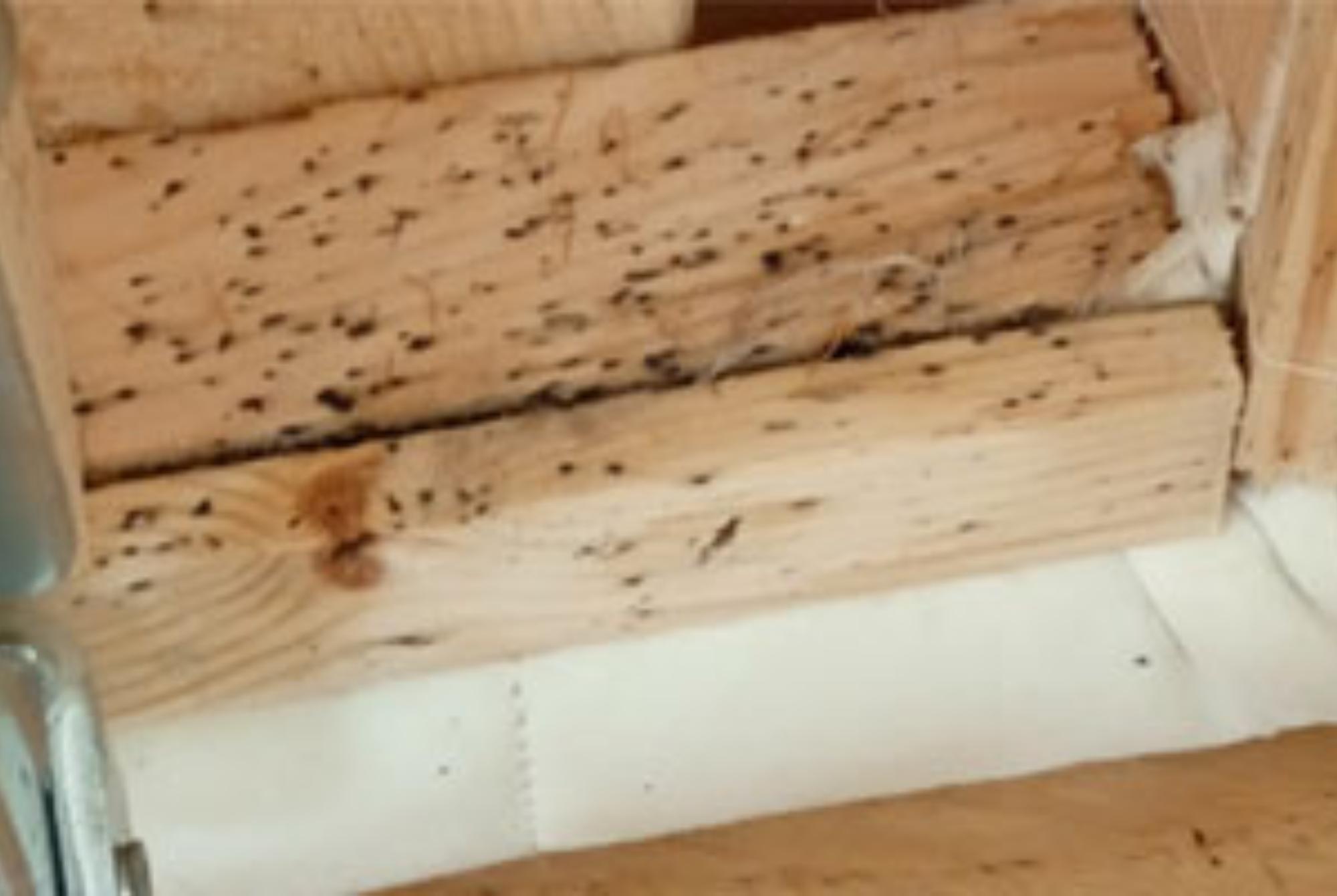 Κοριός το έντομο ταξιδευτής: Τα χαρακτηριστικά η αντιμετώπιση οι ασθένειες και η καταπολέμηση τους