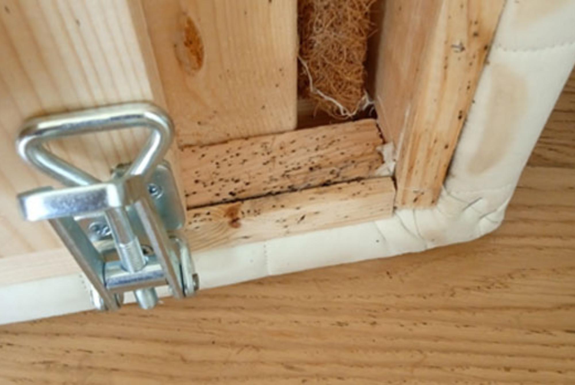 Κοριός το έντομο ταξιδευτής: Τα χαρακτηριστικά η αντιμετώπιση οι ασθένειες και η καταπολέμηση τους