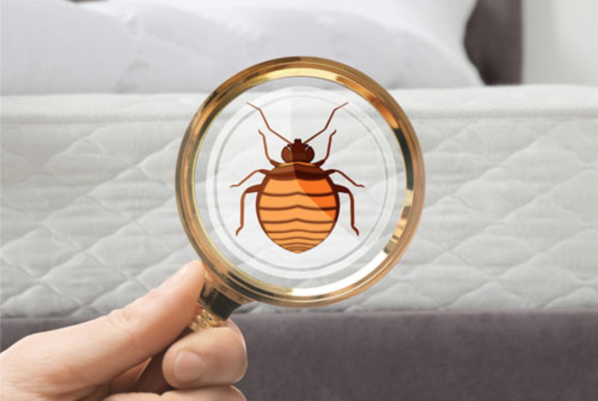 Κοριός το έντομο ταξιδευτής: Τα χαρακτηριστικά η αντιμετώπιση οι ασθένειες και η καταπολέμηση τους