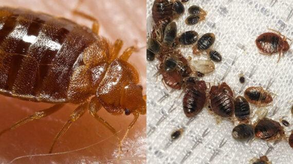 Κοριός το έντομο ταξιδευτής: Κοριοί που πολλαπλασιάζονται ασταμάτητα στο σπίτι – Δείτε τους κινδύνους τις ασθένειες και πως να τους καταπολεμήσετε