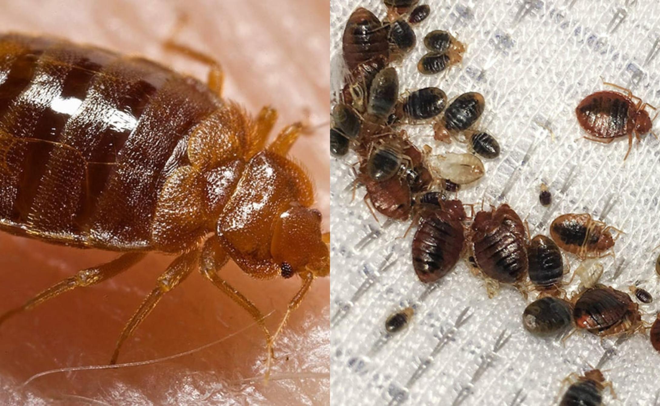 Κοριός το έντομο ταξιδευτής: Τα χαρακτηριστικά η αντιμετώπιση οι ασθένειες και η καταπολέμηση τους