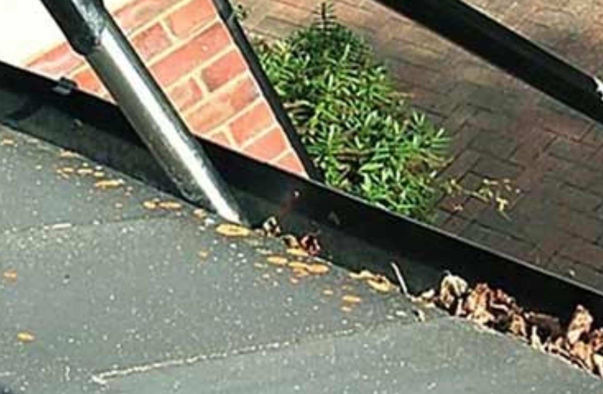 Σάπια φύλλα λάσπες και δύσκολη βρωμιά στις υδρορροές του σπιτιού: Δείτε πως να τις ξεβουλώσετε εύκολα και γρήγορα