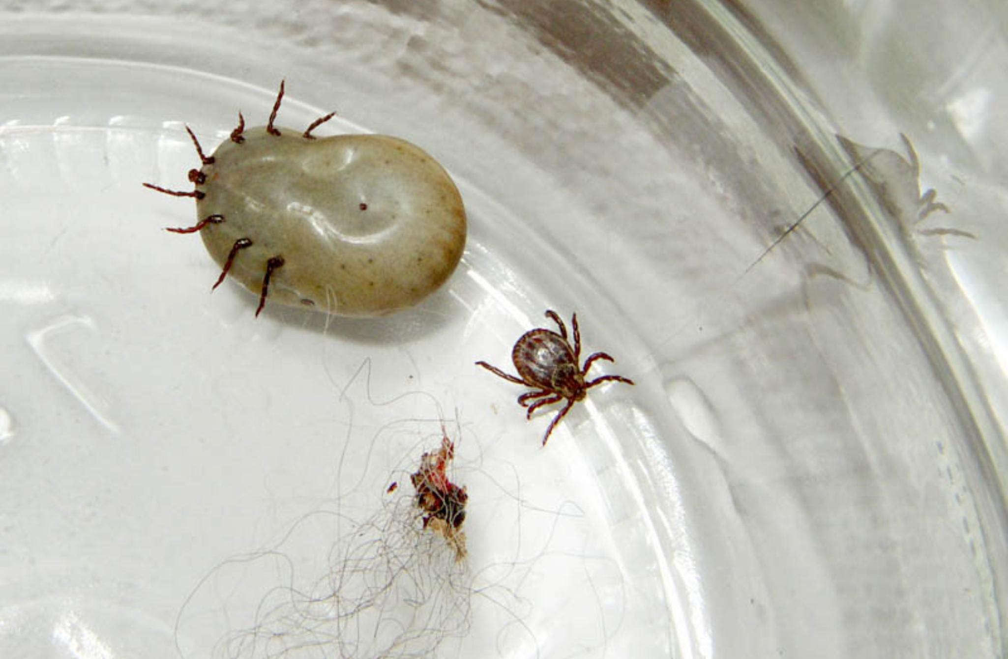 Τσιμπούρια ή ακόμα χειρότερα φωλιά τσιμπουριών στο σπίτι: Από τι κινδυνεύετε και πως να απαλλαγείτε