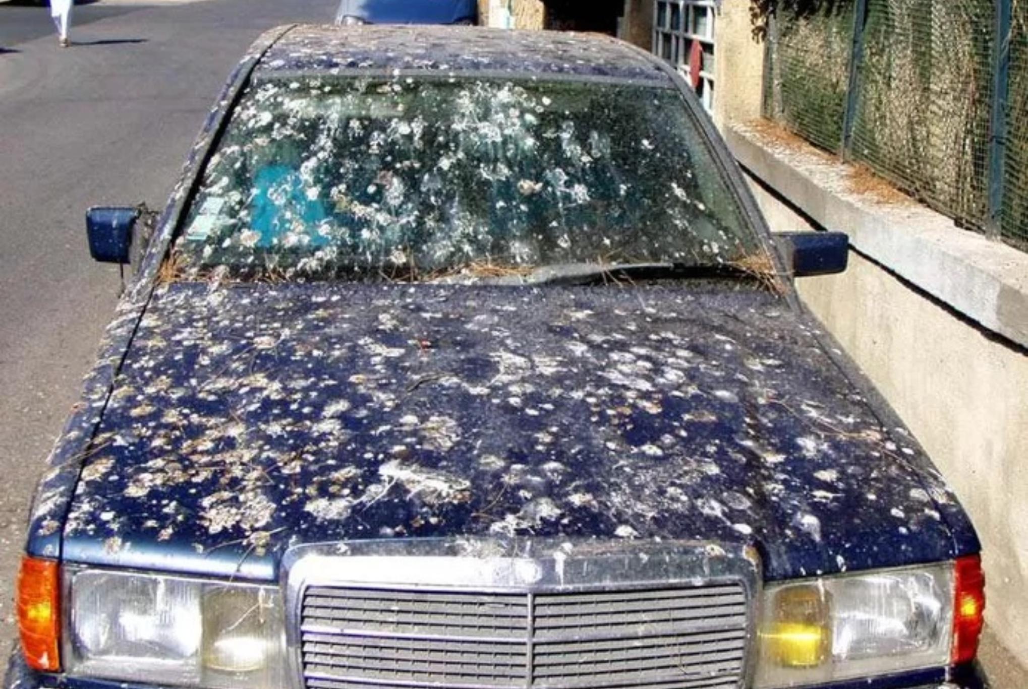 Κουτσουλιές από περιστέρια στο αυτοκίνητο: Κάντε το να αστράφτει χωρίς να το γεμίσετε γρατζουνιές