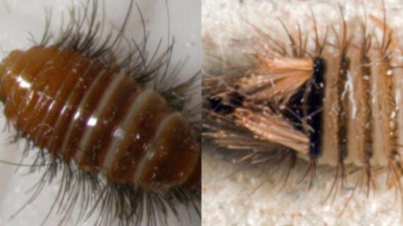 Σκαθάρια χαλιών: Τα  σιχαμερα έντομα που τρέφονται από τις ίνες των χαλιών-Δείτε πως να τα διώξετε