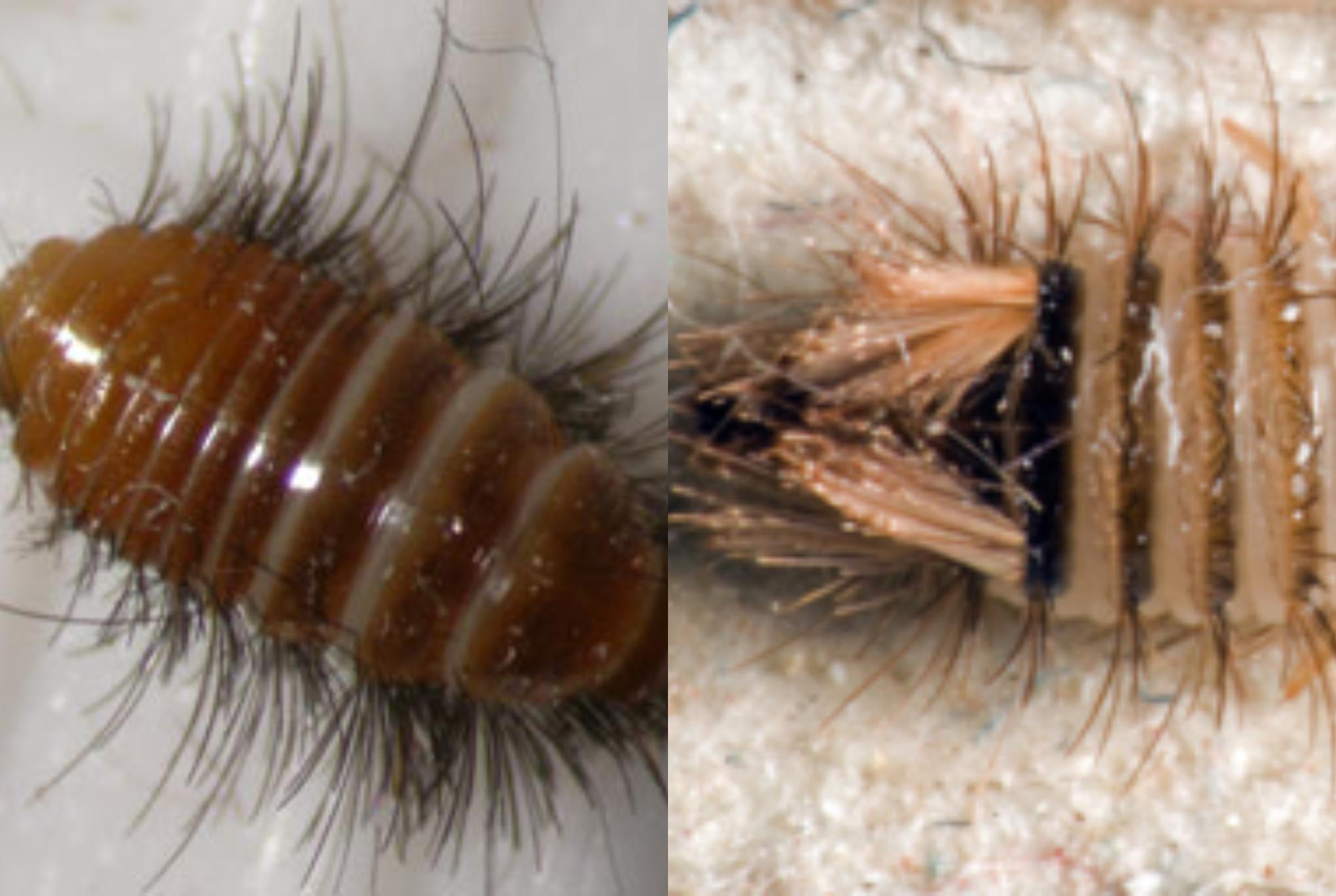 Σκαθάρια χαλιών στο σπίτι σας: Δείτε πως να απαλλαγείτε και να σώσετε τα χαλιά σας οριστικά