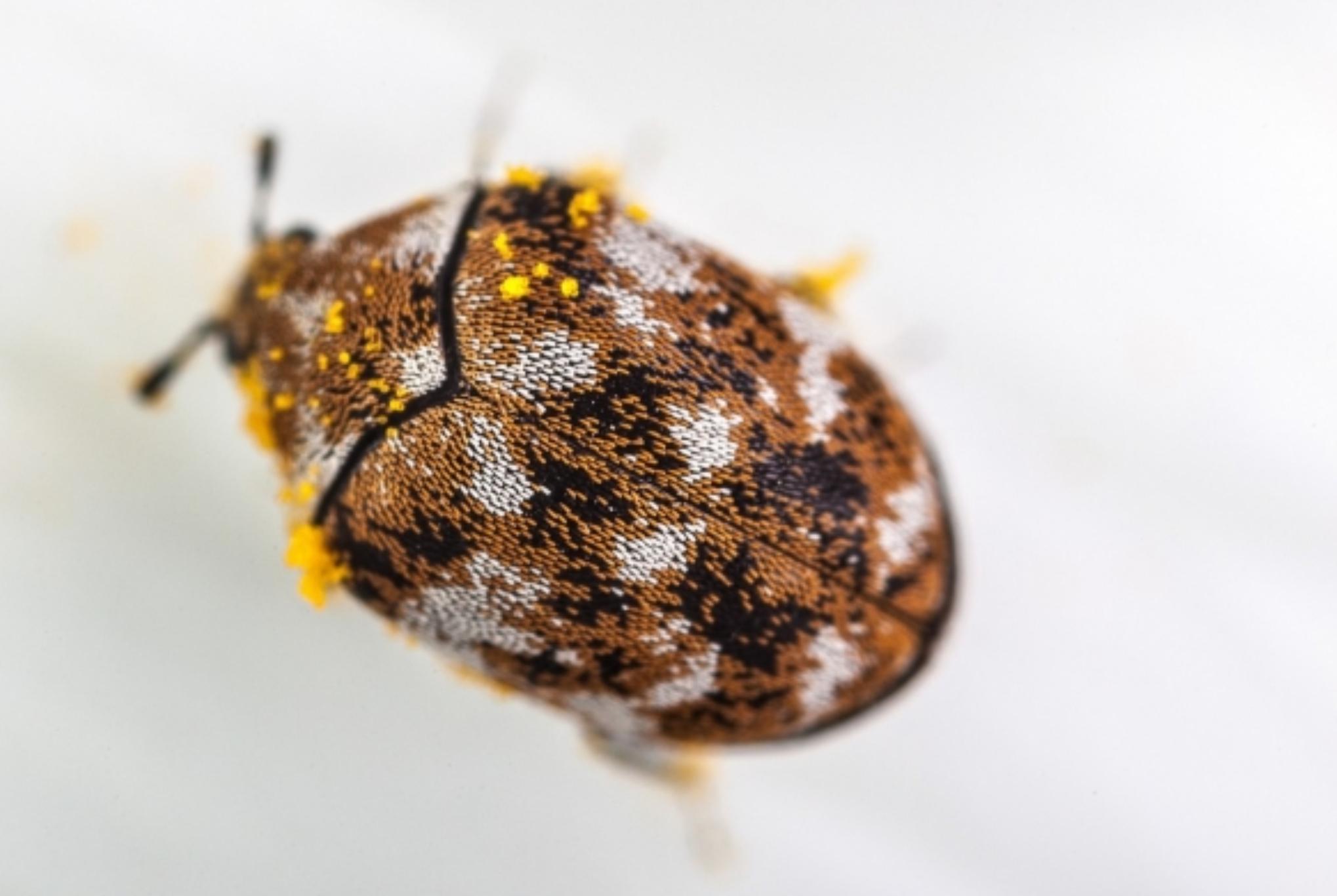 Σκαθάρια χαλιών στο σπίτι σας: Δείτε πως να απαλλαγείτε και να σώσετε τα χαλιά σας οριστικά