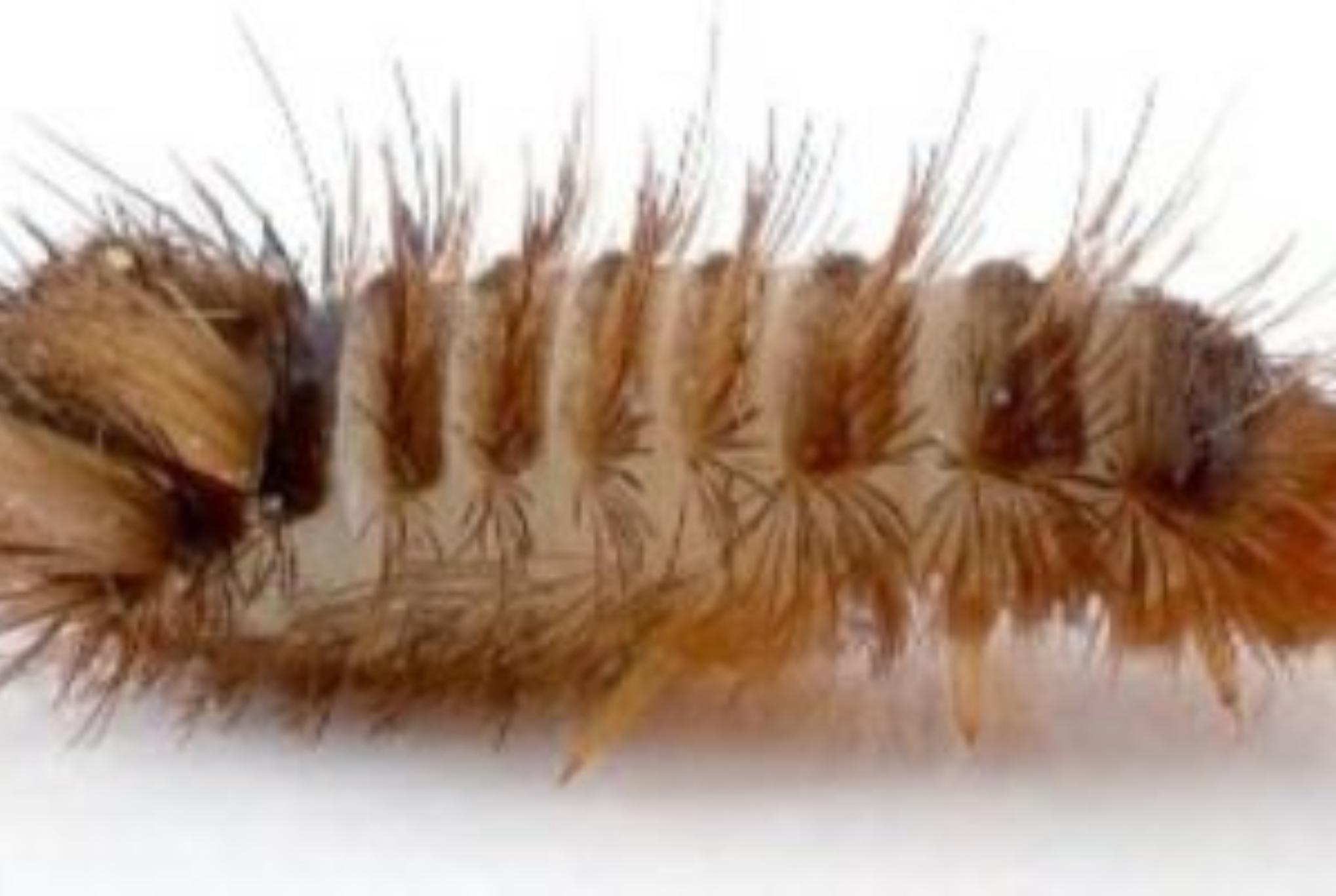 Σκαθάρια χαλιών στο σπίτι σας: Δείτε πως να απαλλαγείτε και να σώσετε τα χαλιά σας οριστικά