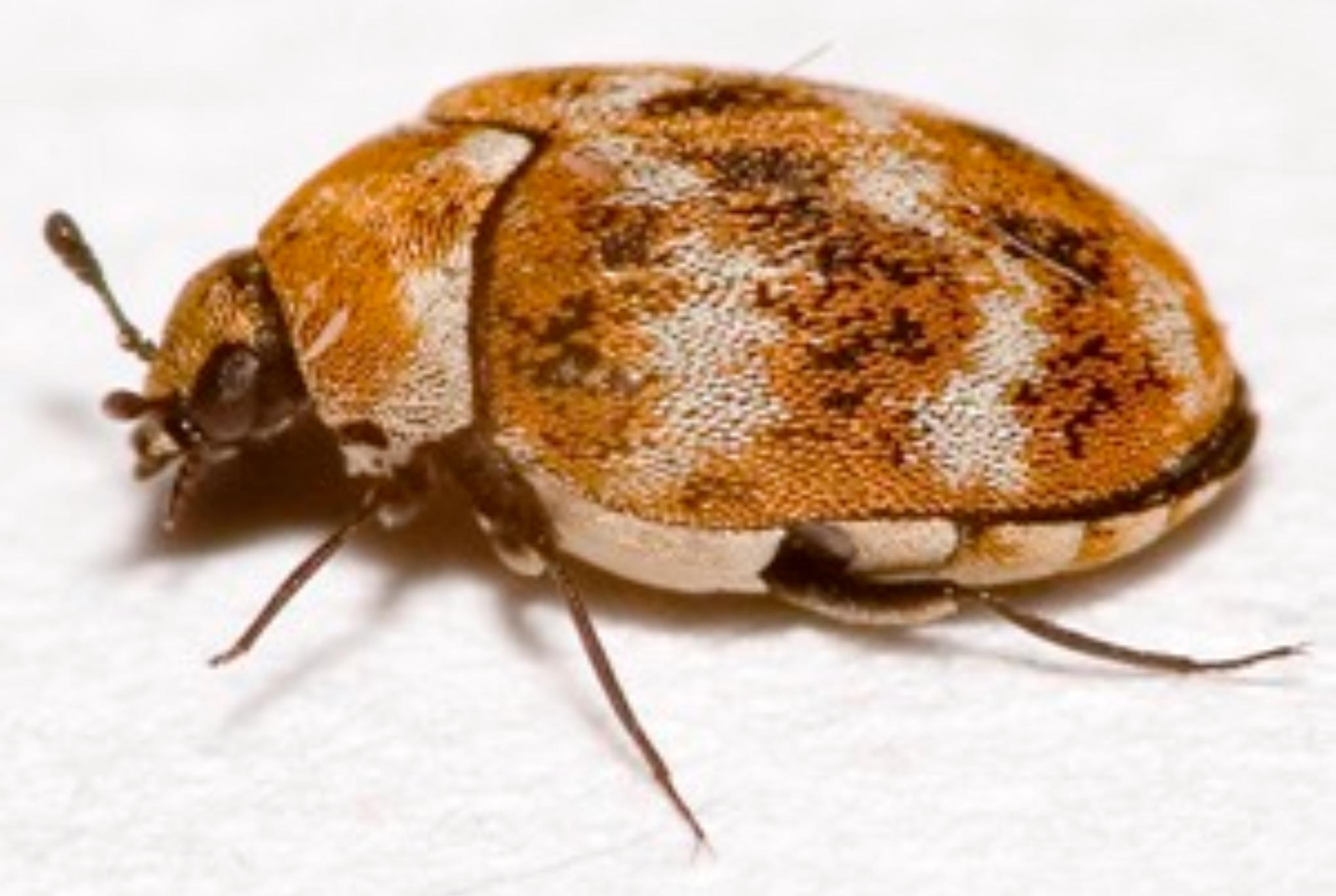 Σκαθάρια χαλιών στο σπίτι σας: Δείτε πως να απαλλαγείτε και να σώσετε τα χαλιά σας οριστικά