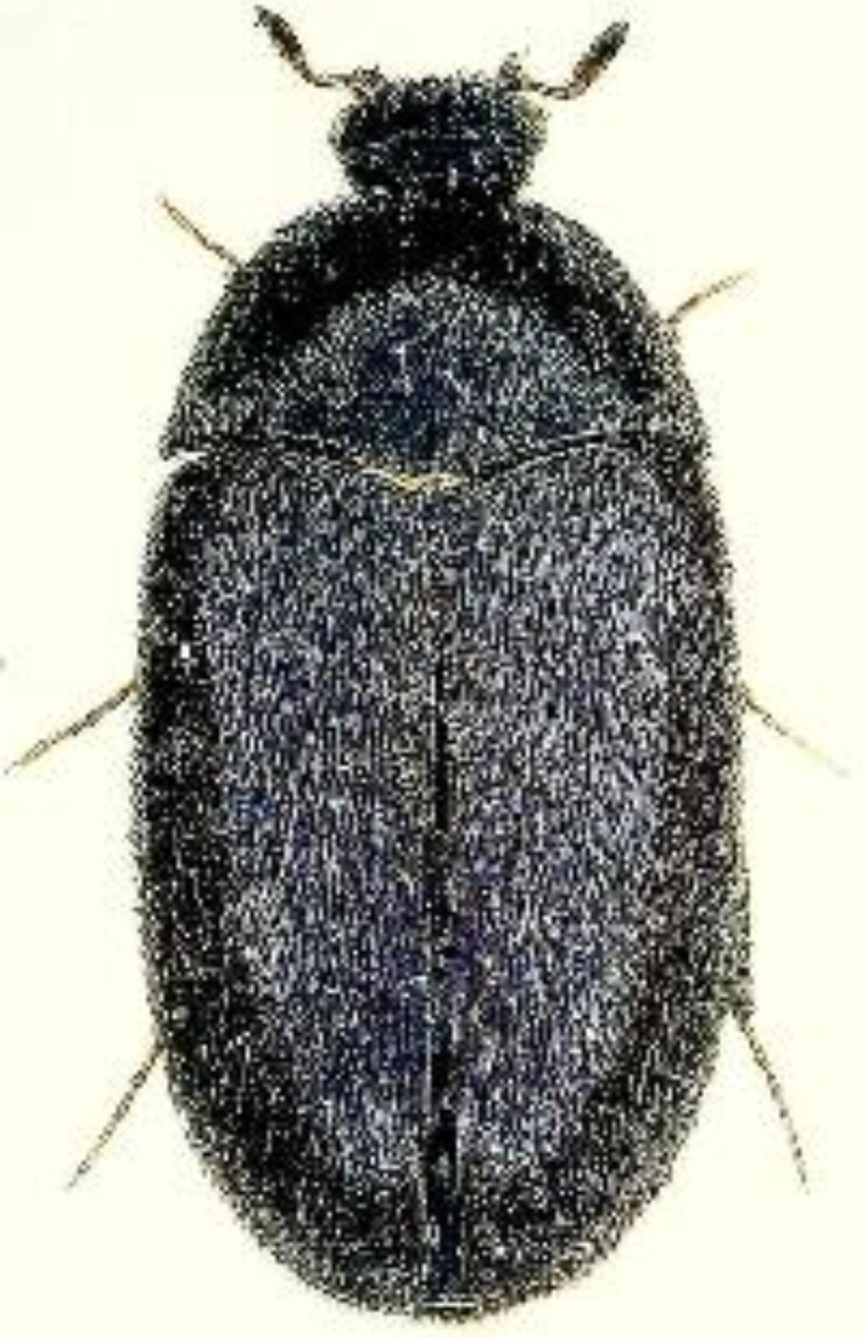 Σκαθάρια χαλιών στο σπίτι σας: Δείτε πως να απαλλαγείτε και να σώσετε τα χαλιά σας οριστικά