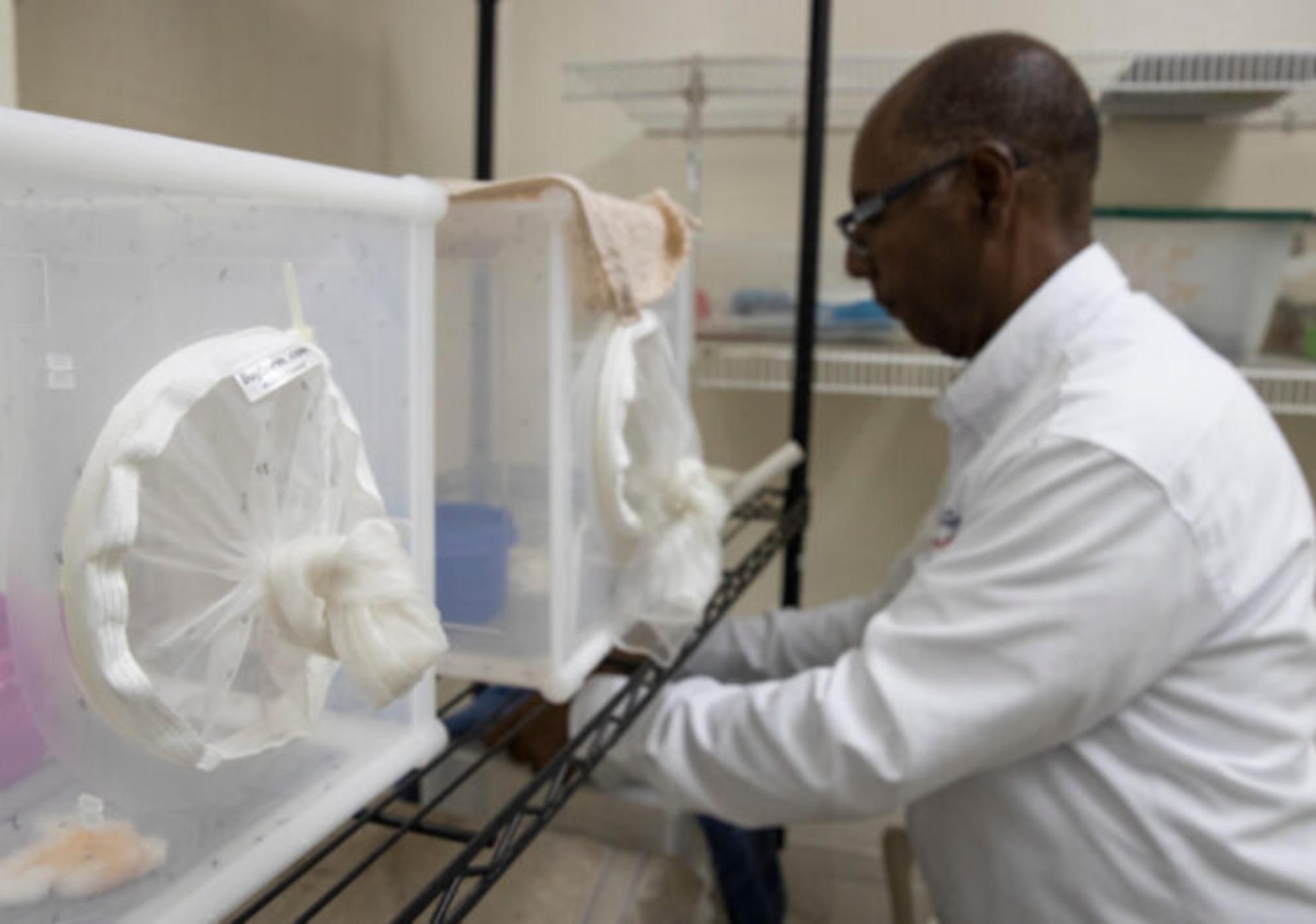 Δάγκειος πυρετός : Μείζων απειλή για την υγεία μας – Πως μεταδίδεται και ποια είναι τα συμπτώματα